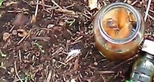 Ни однoй мыши, ни одного крота и зайца на Вашей даче больше не будет….