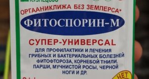 Почему «Фитоспорин» не работает — причина в типичной ошибке, которую совершают многие дачники. Фитоспорин…
