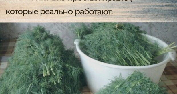 ЧТО НУЖНО ЗНАТЬ ПРО УКРОП ПРИГОТОВЛЕНИЕ: 1. Чтобы укроп не рос блеклым и мелким,…