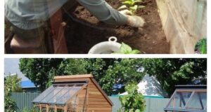 ПОЛНОЕ СОБРАНИЕ ДАЧНЫХ ХИТРОСТЕЙ ДЛЯ САДОВОДОВ И ОГОРОДНИКОВ!  Сохраните, чтобы не потерять!  1. Свекла…