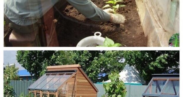 ПОЛНОЕ СОБРАНИЕ ДАЧНЫХ ХИТРОСТЕЙ ДЛЯ САДОВОДОВ И ОГОРОДНИКОВ!  Сохраните, чтобы не потерять!  1. Свекла…