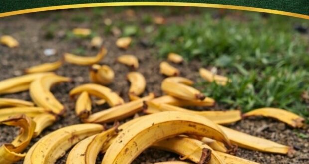 БАНАНОВАЯ КОЖУРА ПРОТИВ МУРАВЬЁВ ПРИГОТОВЛЕНИЕ: 1. Банановая кожура благодаря сладости и запаху может служить…