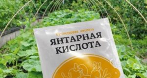 ЯНТАРНАЯ КИСЛОТА — СЕКРЕТ УСПЕХА ВАШЕГО ОГОРОДА! Если вы выращиваете огурцы на даче, обязательно…