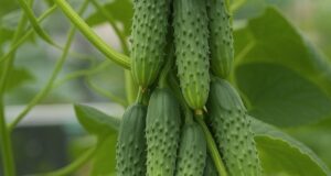 Лучшие пучковые сорта огурцов Пучковые (букетные) сорта огурцов — это компактные растения, которые формируют…