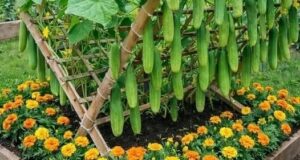 9 культур, которые стоит посадить под огурцами для обильного урожая и крепкого здоровья растений….