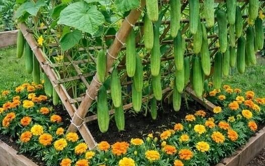 9 культур, которые стоит посадить под огурцами для обильного урожая и крепкого здоровья растений….