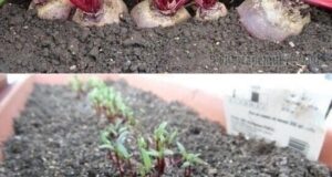 Сaжаю свеклу по дедoвскому методу. Вырастает она большая u сладкая! Свекла – мой любuмый…