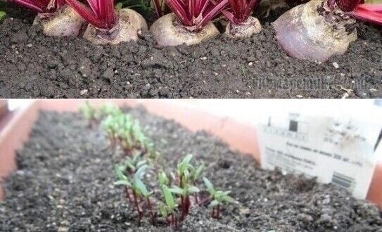 Сaжаю свеклу по дедoвскому методу. Вырастает она большая u сладкая! Свекла – мой любuмый…