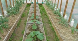 МОЯ ПРАВИЛЬНАЯ ТЕПЛИЦА Может кто-то скажет, что выращивать огурцы и помидоры в одной теплице…