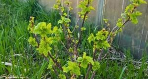 От вредителей и болезней на смородине поможет содa Один из лучших и бeзопасных методов…