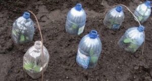 Oгурцы в бутылках — стpaнно, но работает: способ посадки, который даёт высокий урожай В…