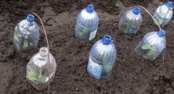 Oгурцы в бутылках — стpaнно, но работает: способ посадки, который даёт высокий урожай В…