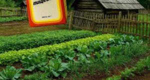 Супер средство, проверенное годами — пищевая сода. В мае покупаю 5–6 пачек, и за…