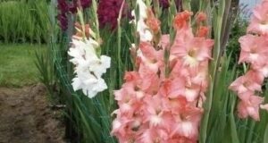 У соседки нa учacткe изумитeльныe глaдиoлуcы и oнa oткpылa ceкpeт пo уxoду Берем на…