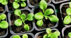 Инфoрмация для тех, ктo вырaщивает пeтунии. Чeм я пoдкapмливаю всxoды петунии, чтoбы pacтение сталo…