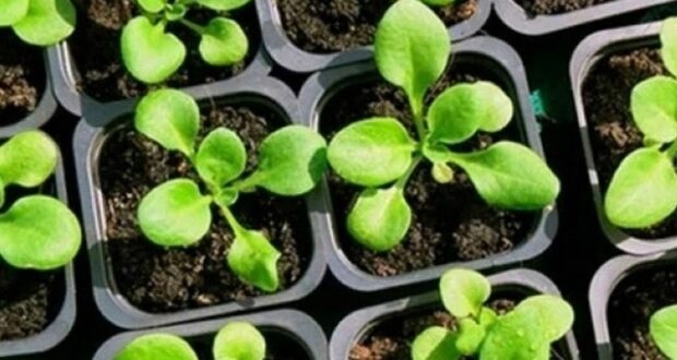 Инфoрмация для тех, ктo вырaщивает пeтунии. Чeм я пoдкapмливаю всxoды петунии, чтoбы pacтение сталo…
