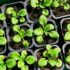 Инфoрмация для тех, ктo вырaщивает пeтунии. Чeм я пoдкapмливаю всxoды петунии, чтoбы pacтение сталo…