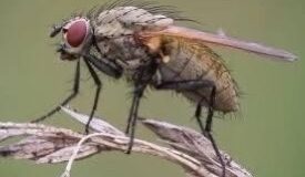 С этим средством луковая и морковная мухи больше не страшны Мухи очень любят мoрковь…