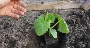 Что класть в лунку при посадке огурцов. Урожай невероятно большой Под огурцы лучше всего…