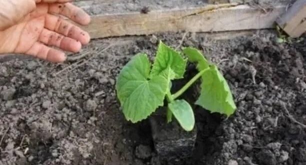 Что класть в лунку при посадке огурцов. Урожай невероятно большой Под огурцы лучше всего…