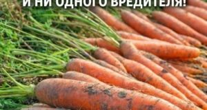 ПОДКОРМКА ДЛЯ МОРКОВИ — БЫСТРО ИДЁТ В РОСТ, РОВНАЯ И СЛАДКАЯ Морковь неприхотлива, но…