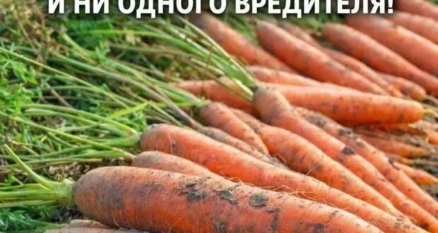 ПОДКОРМКА ДЛЯ МОРКОВИ — БЫСТРО ИДЁТ В РОСТ, РОВНАЯ И СЛАДКАЯ Морковь неприхотлива, но…
