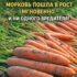 ПОДКОРМКА ДЛЯ МОРКОВИ — БЫСТРО ИДЁТ В РОСТ, РОВНАЯ И СЛАДКАЯ Морковь неприхотлива, но…