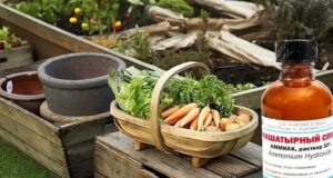 Польза нашатыря на даче 1. От муравьев на кухне. 100 мл нашатырного спирта смешать…