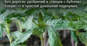 СОВЕТЫ, ЧТОБЫ БЫЛА КОРЕНАСТАЯ И КРЕПКАЯ РАССАДА Рассада овощей растёт крепкой, с толстыми стеблями,…
