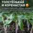 СОВЕТЫ, ЧТОБЫ БЫЛА КОРЕНАСТАЯ И КРЕПКАЯ РАССАДА Рассада овощей растёт крепкой, с толстыми стеблями,…