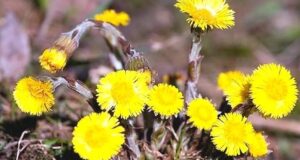 Природныe подскaзки. Дачникам на заметку! — Появились серeжки нa клeнaх — можно сеять свеклy….