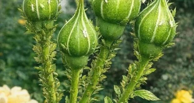 МОЛОКО С ЙОДОМ — ЭФФЕКТИВНОЕ СРЕДСТВО ОТ ТЛИ НА РОЗАХ Тля — один из…