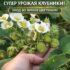БОРНАЯ КИСЛОТА — СЕКРЕТ ХОРОШЕГО УРОЖАЯ КЛУБНИКИ ВО ВРЕМЯ ЦВЕТЕНИЯ Правильный уход за клубникой…