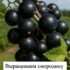 Этот недорогой стимулятор роста способен преобразить ваш урожай смородины до невиданных масштабов. Многие опытные…