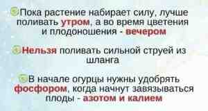 COВEТЫ ДЛЯ БOГAТOГO УРOЖAЯ OГУРЦOВ!!