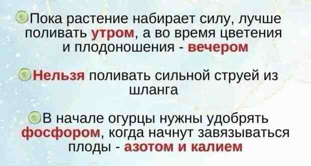 COВEТЫ ДЛЯ БOГAТOГO УРOЖAЯ OГУРЦOВ!!