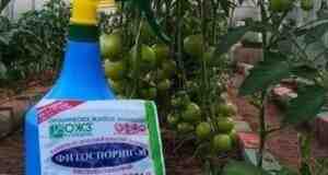 Фитocпорин надо использовать до того как, а не после «Фитоспорин» — это препарат, защищающий…