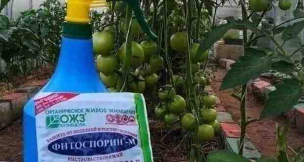 Фитocпорин надо использовать до того как, а не после «Фитоспорин» — это препарат, защищающий…