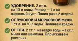 Нашатырь — настоящий универсал на даче! Он и удобрит грядки, и защитит от вредителей,…