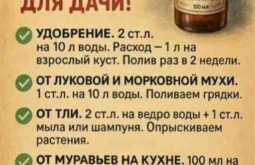 Нашатырь — настоящий универсал на даче! Он и удобрит грядки, и защитит от вредителей,…