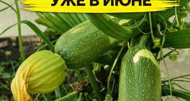 РАННИЕ КАБАЧКИ УЖЕ В ИЮНЕ — МОЙ ДЕРЕВЕНСКИЙ МЕТОД Девочки, делюсь своим проверенным способом,…