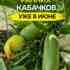 РАННИЕ КАБАЧКИ УЖЕ В ИЮНЕ — МОЙ ДЕРЕВЕНСКИЙ МЕТОД Девочки, делюсь своим проверенным способом,…